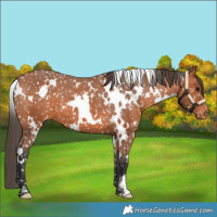 Horse Color:White Spotted Bay Appaloosa 