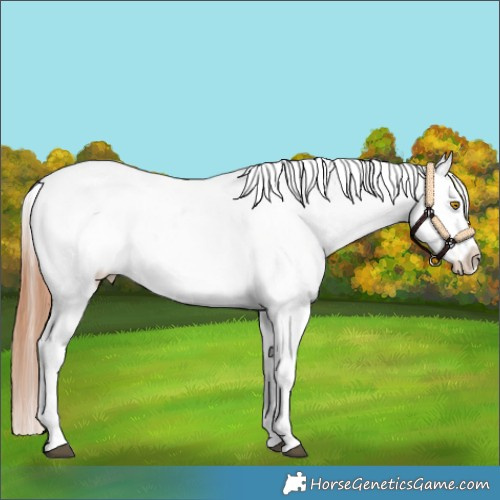 Horse Color:White Spotted Bay Dun Appaloosa 