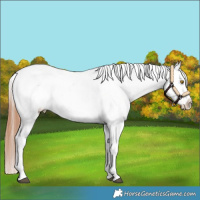 Horse Color:White Spotted Bay Dun Appaloosa
