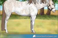 Horse Color:White Spotted Bay Dun Sabino Appaloosa 