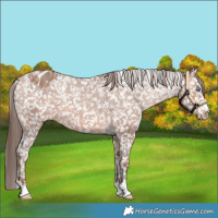 Horse Color:Amber Champagne Appaloosa 
