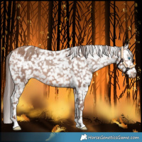 Horse Color:Amber Champagne Snowflake Varnish 