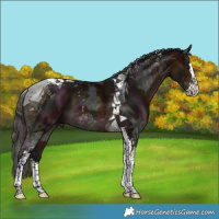 Horse Color:Midnight Bay Ice Splash Tobiano