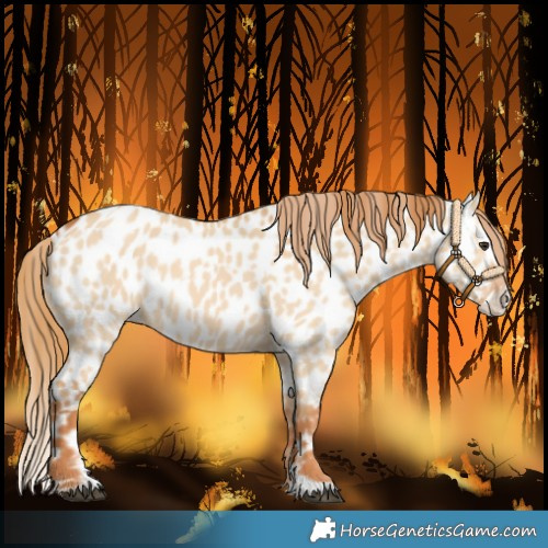 Horse Color:Red Dun Near Leopard and Red Dun Splash Near Leopard