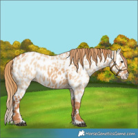 Horse Color:Red Dun Appaloosa  and Red Dun Splash Appaloosa 