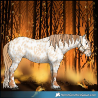 Horse Color:Red Dun Near Leopard and Red Dun Splash Near Leopard
