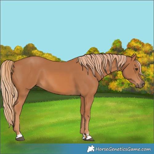 Horse Color:Chestnut 