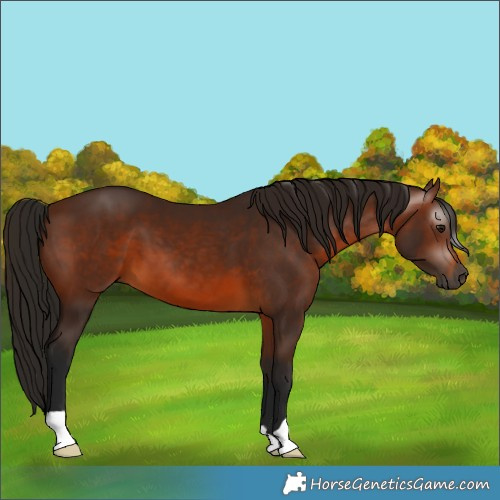 Horse Color:Gray Bay 