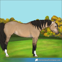 Horse Color:Gray Bay Dun 