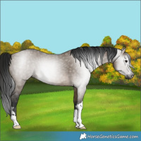 Horse Color:Gray Brown Dun 