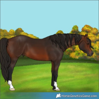 Horse Color:Gray Bay 