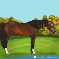 Horse Color:Gray Bay