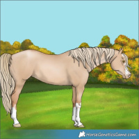 Horse Color:Red Dun Pearl 