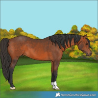 Horse Color:Bay 