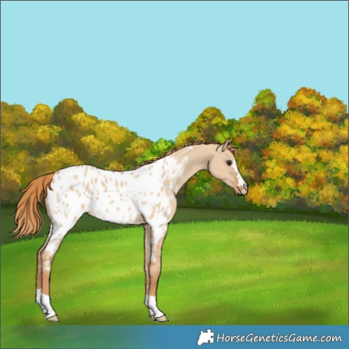 Horse Color:Red Dun Near Leopard 