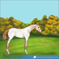 Horse Color:Red Dun Near Leopard