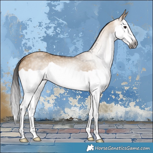 Horse Color:Gray Bay Dun Splash