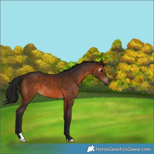 Horse Color:Gray Bay 
