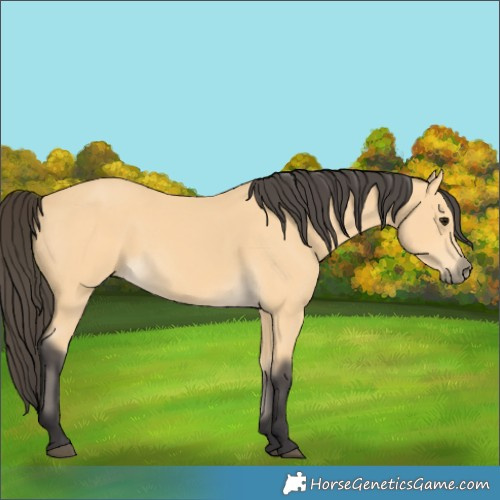 Horse Color:Buckskin 