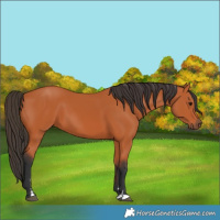 Horse Color:Bay 