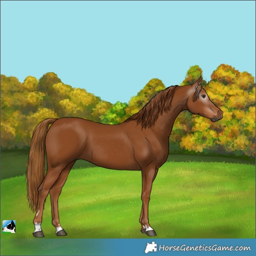 Horse Color:Gray Chestnut 