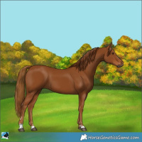 Horse Color:Gray Chestnut 