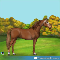 Horse Color:Gray Chestnut 