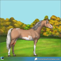 Horse Color:Silver Bay Dun Sabino Tobiano Frame Rabicano 