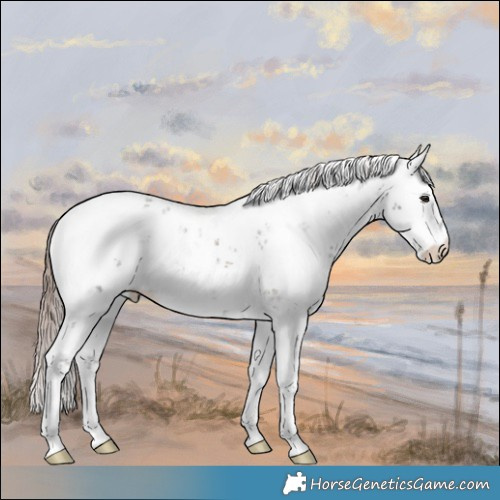 Horse Color:Liver Red Onyx Ice Sabino 