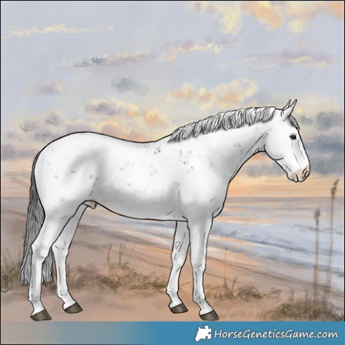 Horse Color:Liver Chestnut Ice Sabino Rabicano 