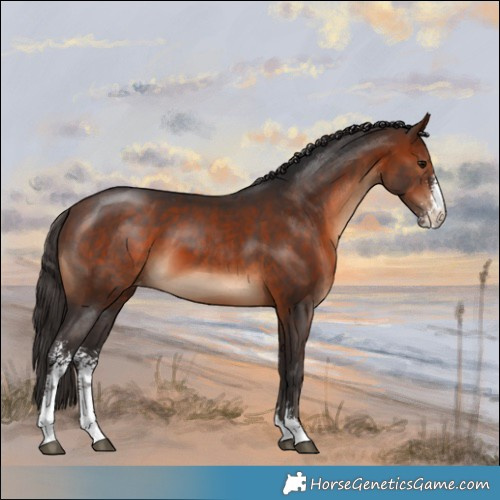 Horse Color:Bay Sabino Appaloosa 