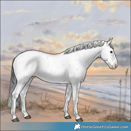 Horse Color:Brown Onyx Sabino 