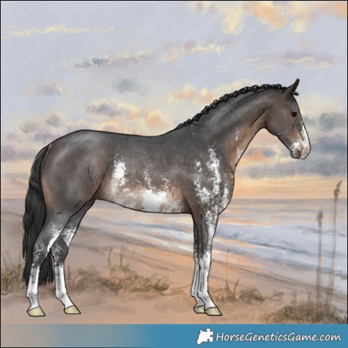 Horse Color:Brown Sabino Rabicano 