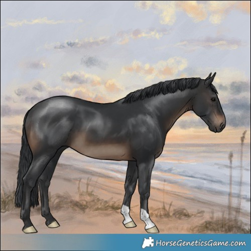 Horse Color:Brown 