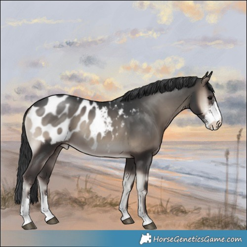 Horse Color:Blue Onyx Sabino Blanket 