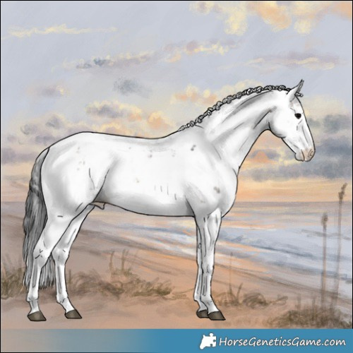 Horse Color:Brown Onyx Sabino Appaloosa 