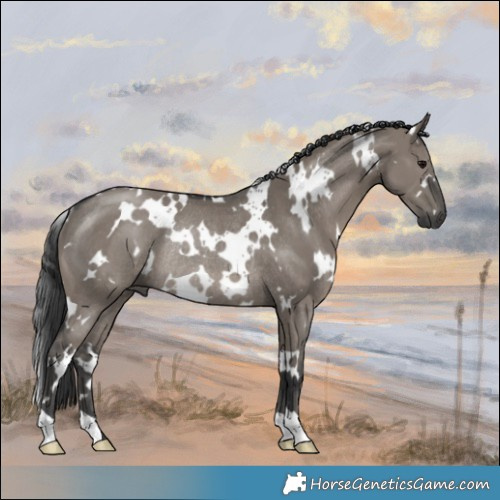 Horse Color:White Spotted Grullo Rabicano 
