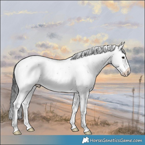 Horse Color:Brown Ice Sabino Rabicano 