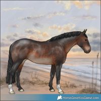Horse Color:Brown Rabicano 