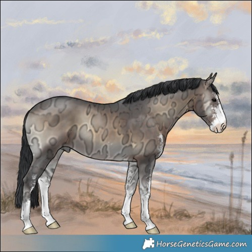 Horse Color:Brown Ice Onyx Sabino 
