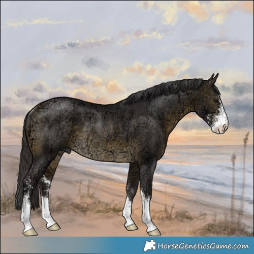 Horse Color:Buckskin Ice Sabino Rabicano 