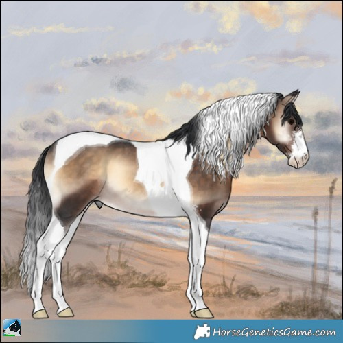 Horse Color:Brown Onyx Sabino Tobiano Rabicano 
