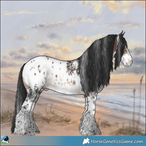 Horse Color:Brown Sabino Blanket Rabicano 