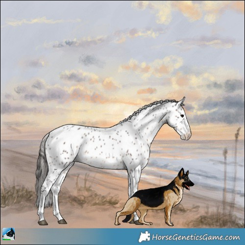 Horse Color:White Spotted Brown Tobiano Appaloosa 