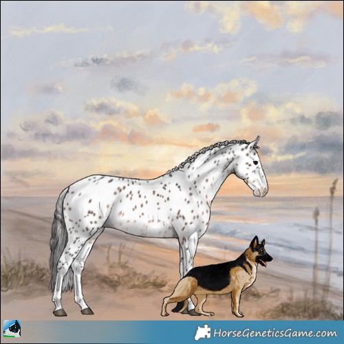 Horse Color:White Spotted Brown Tobiano Appaloosa