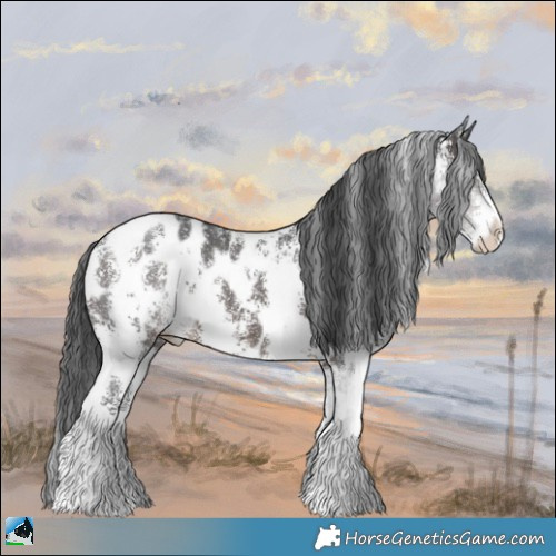Horse Color:Brown Sabino Appaloosa Rabicano 
