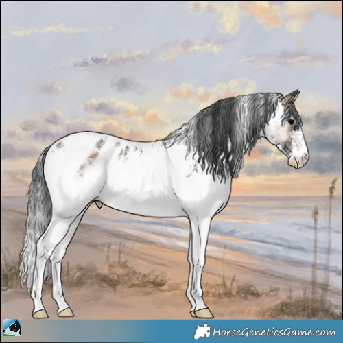 Horse Color:White Spotted Brown Onyx Appaloosa Rabicano 