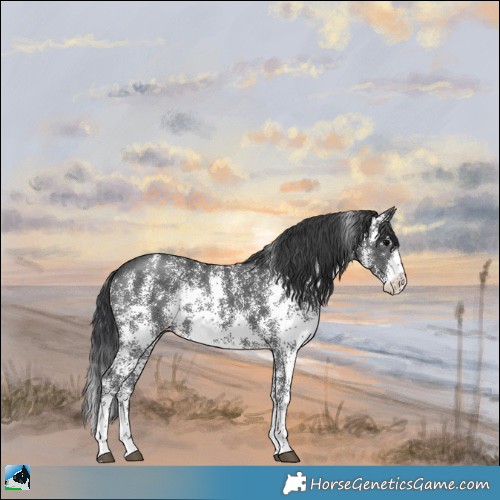 Horse Color:Black Sabino Appaloosa 