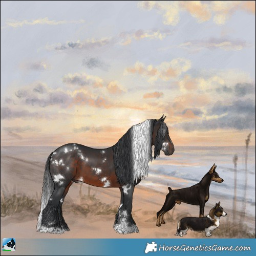 Horse Color:White Spotted Brown 