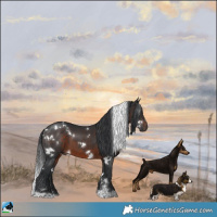 Horse Color:White Spotted Brown